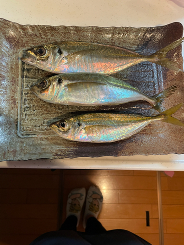 アジの釣果