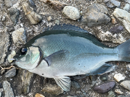 メジナの釣果