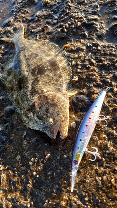 ヒラメの釣果