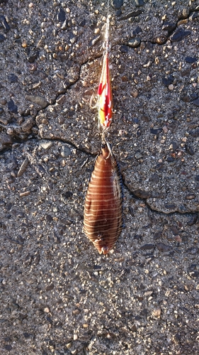 タイの釣果