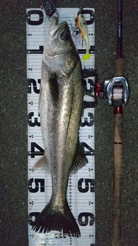 シーバスの釣果