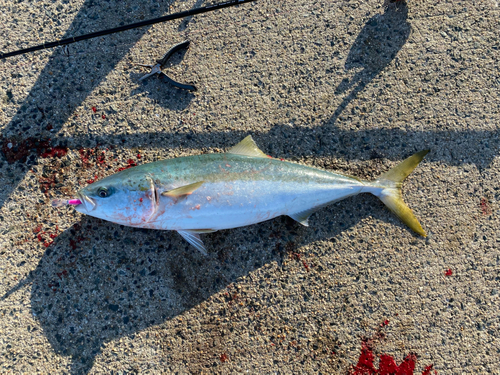 ブリの釣果