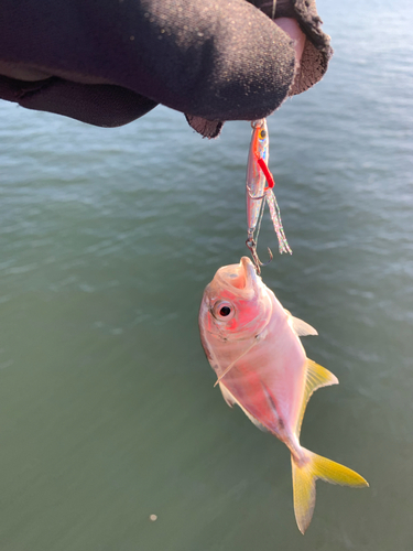 メッキの釣果