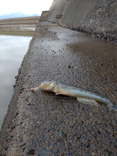 ハゼクチの釣果