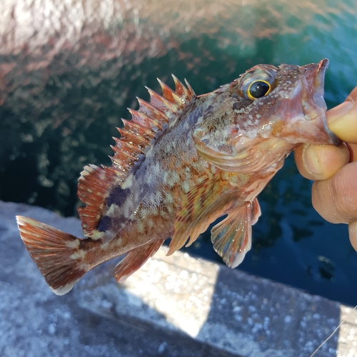 カサゴの釣果