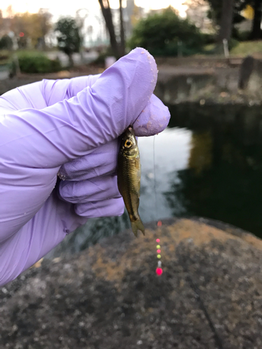 モツゴの釣果