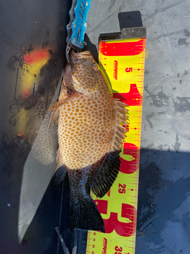 オオモンハタの釣果