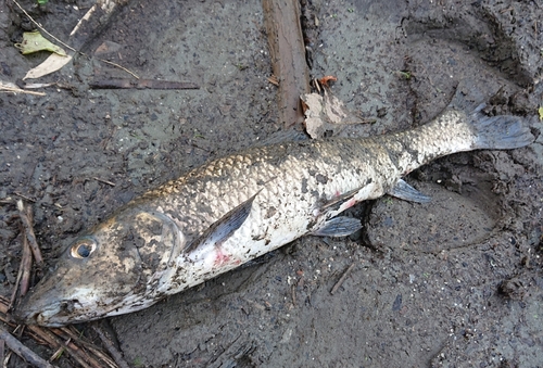 ニゴイの釣果