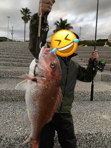 マダイの釣果