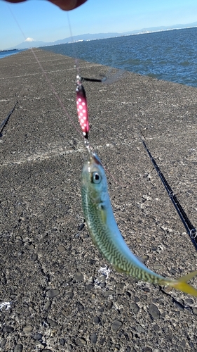 サバの釣果