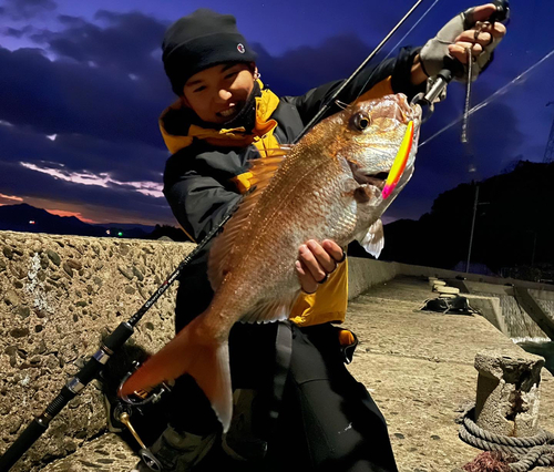 マダイの釣果