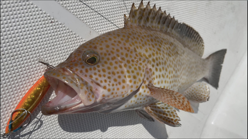 オオモンハタの釣果