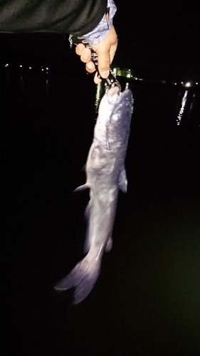 アメリカナマズの釣果