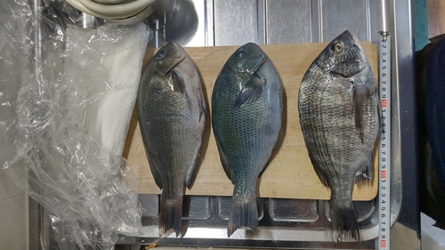 チヌの釣果