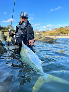 ブリの釣果