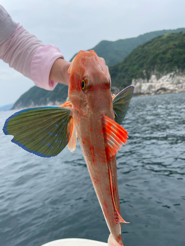 ホウボウの釣果