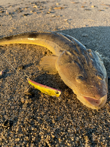 マゴチの釣果