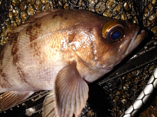 メバルの釣果