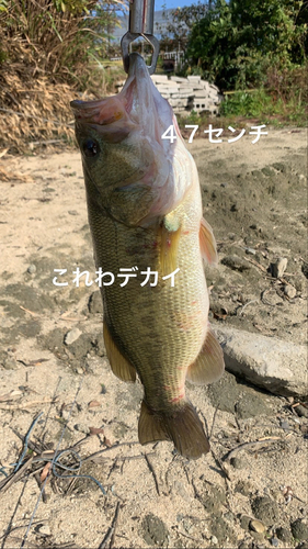 ブラックバスの釣果