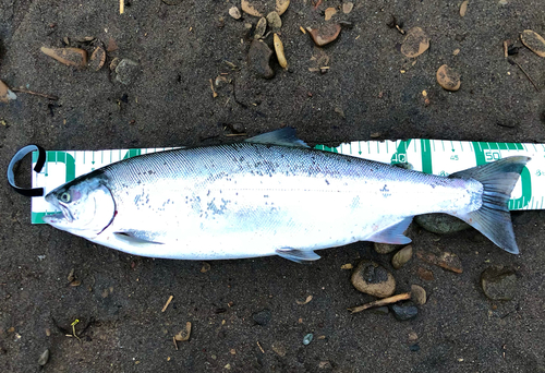 サクラマスの釣果