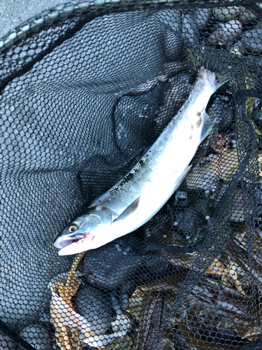 カラフトマスの釣果