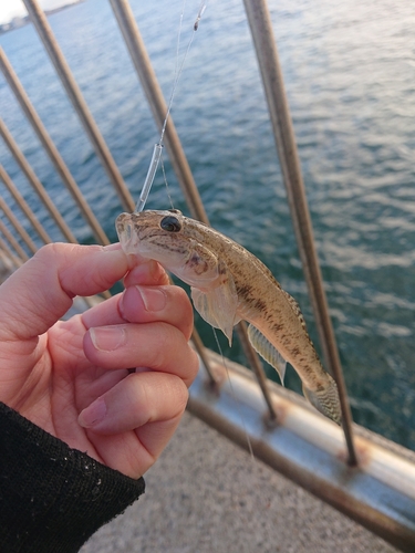 ハゼの釣果