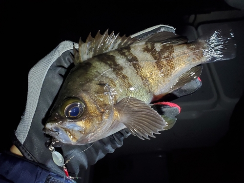 メバルの釣果