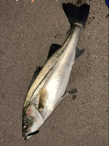 スズキの釣果