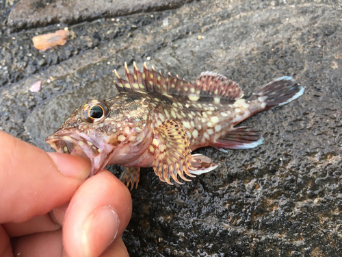 カサゴの釣果