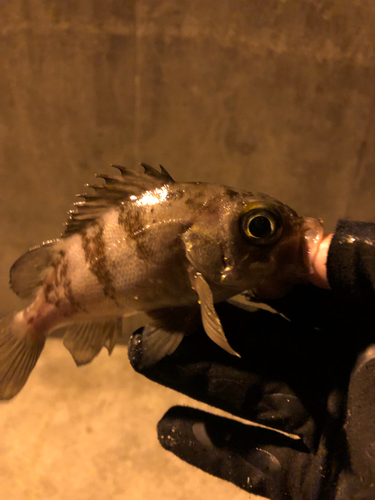 ハマチの釣果