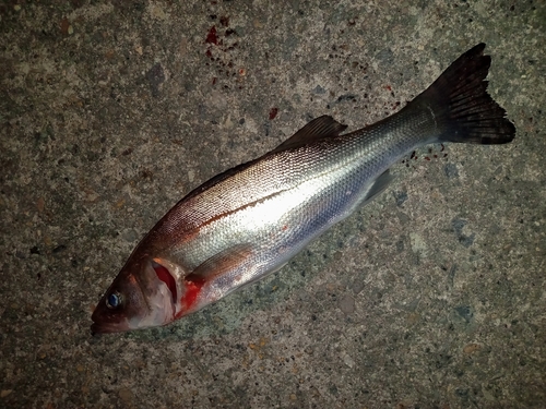 セイゴ（マルスズキ）の釣果