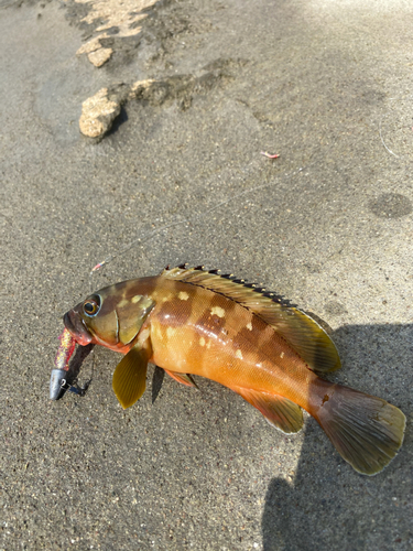 アカハタの釣果