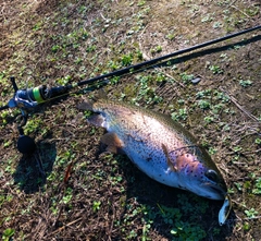 ニジマスの釣果