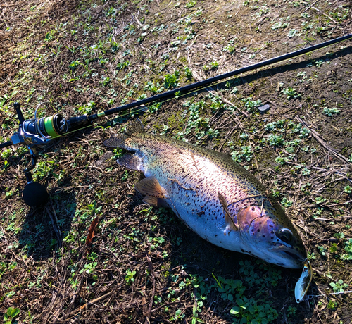 ニジマスの釣果