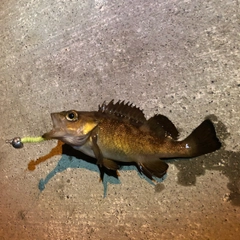 エゾメバルの釣果