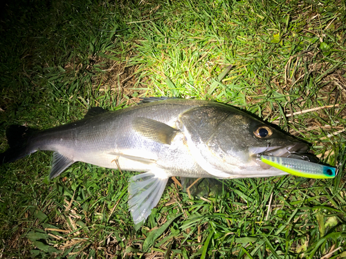 スズキの釣果