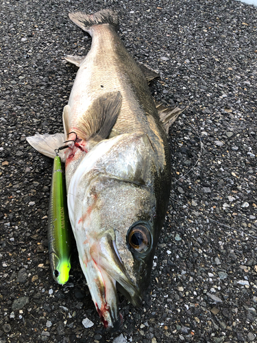 スズキの釣果