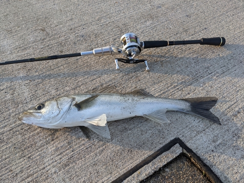 セイゴ（マルスズキ）の釣果