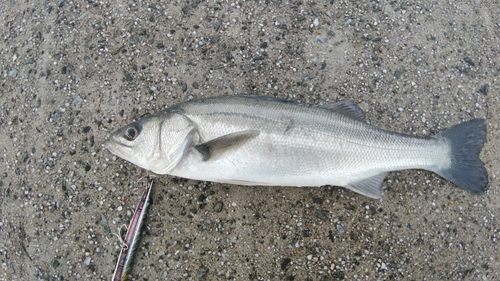 セイゴ（マルスズキ）の釣果