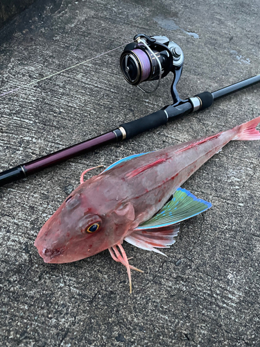 ホウボウの釣果