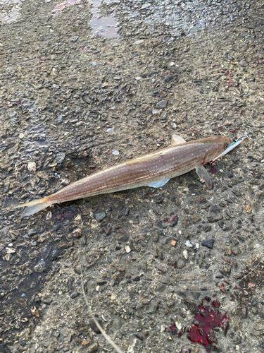 エソの釣果