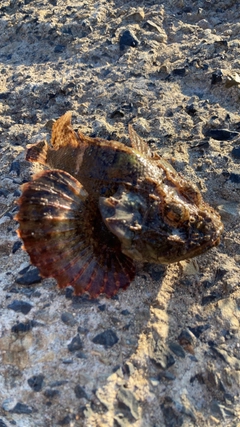 オニオコゼの釣果