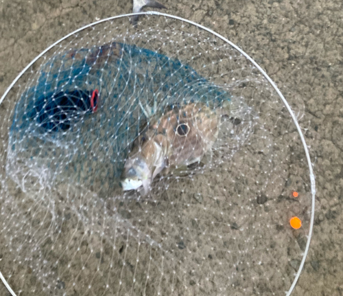 マトウダイの釣果