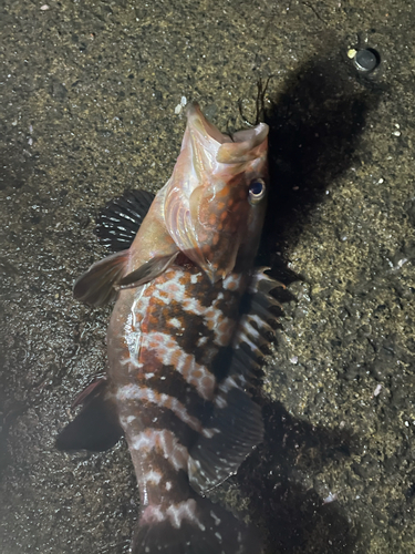 オニカサゴの釣果