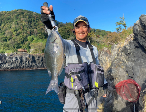 メジナの釣果