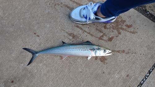 サゴシの釣果