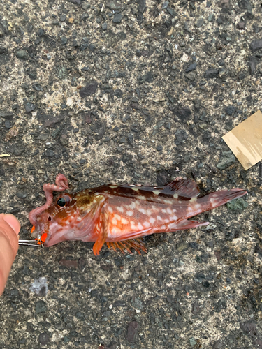 スズメダイの釣果