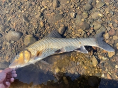 ニゴイの釣果