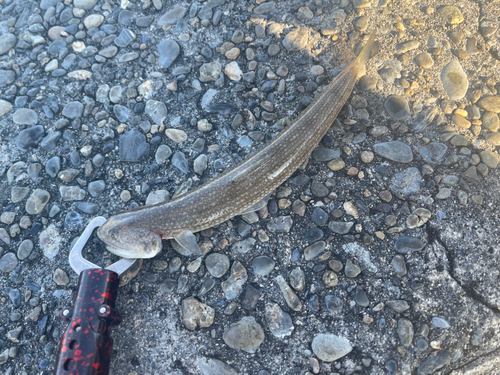 トカゲエソの釣果