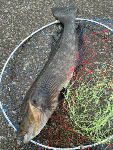 アイナメの釣果